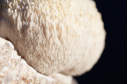 Lion’s Mane IBS: Can It Help? Benefits and Research Explained!