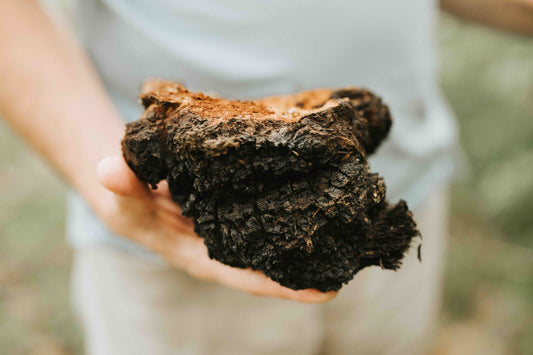 The Power of Mushrooms, Exploring the Active Compounds Within