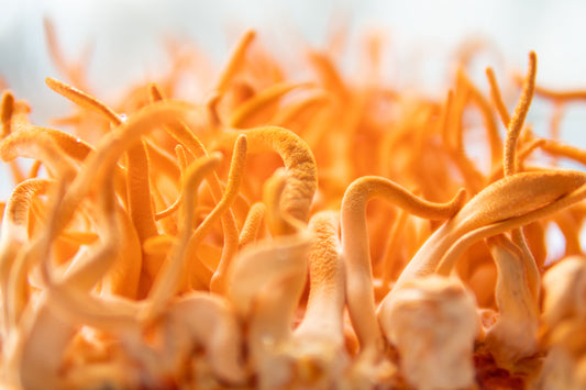 Cordyceps for Sale – Try Purest Mushrooms and Feel the Difference