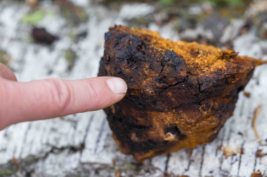 How to identify Chaga Mushrooms