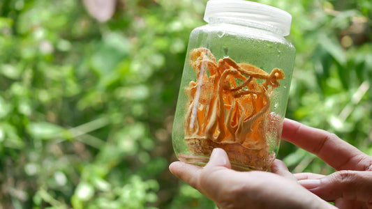 Best Cordyceps Supplement