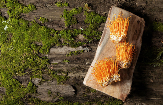 Unveiling the Fascinating World of Cordyceps, Nature's Mighty Fungi