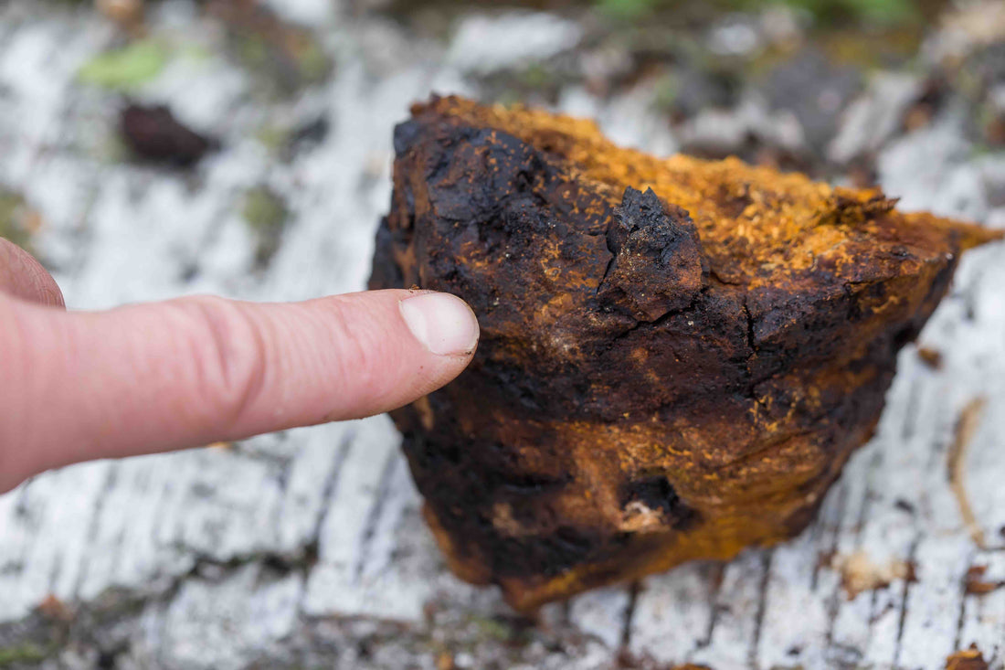 How to identify Chaga Mushrooms