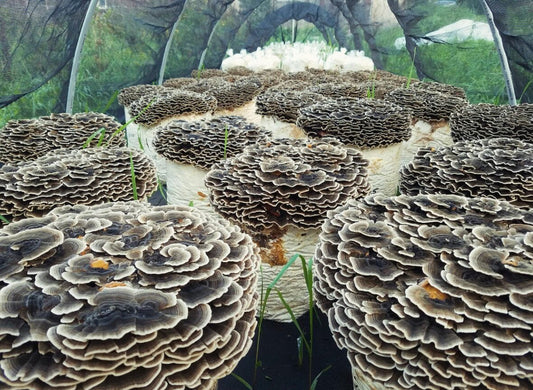 Turkey Tail Farm in the US