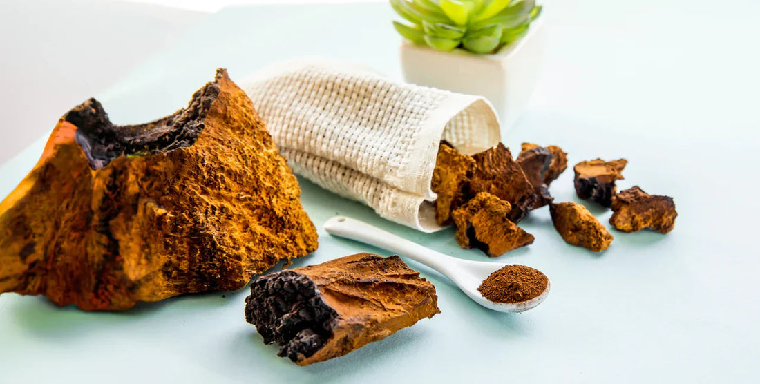 Why Mushroom Extract Powder Reigns