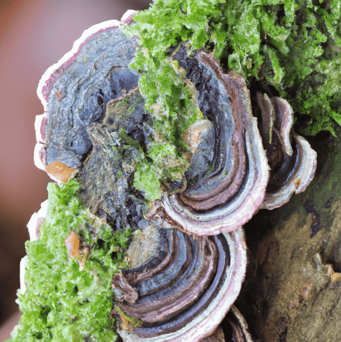 turkey tail