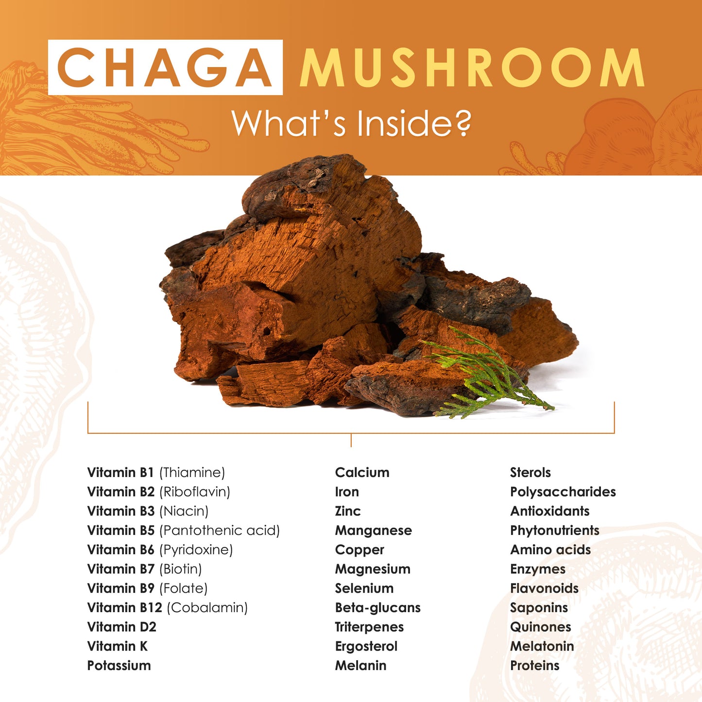 Chaga Mushroom Extract Powder