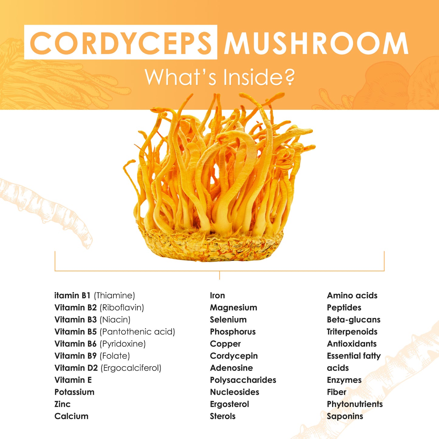 Cordyceps Mushroom Extract Powder