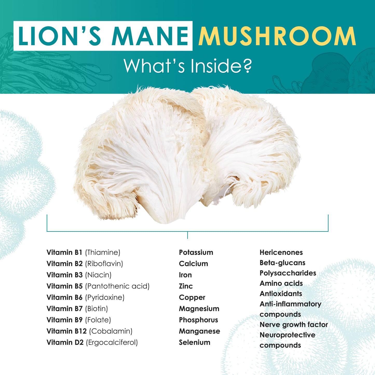 Lion's Mane Mushroom Extract Powder