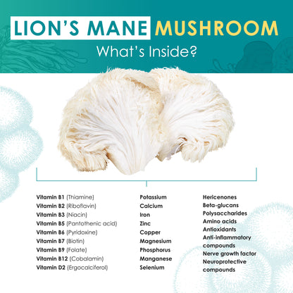 Lion's Mane Mushroom Extract Powder