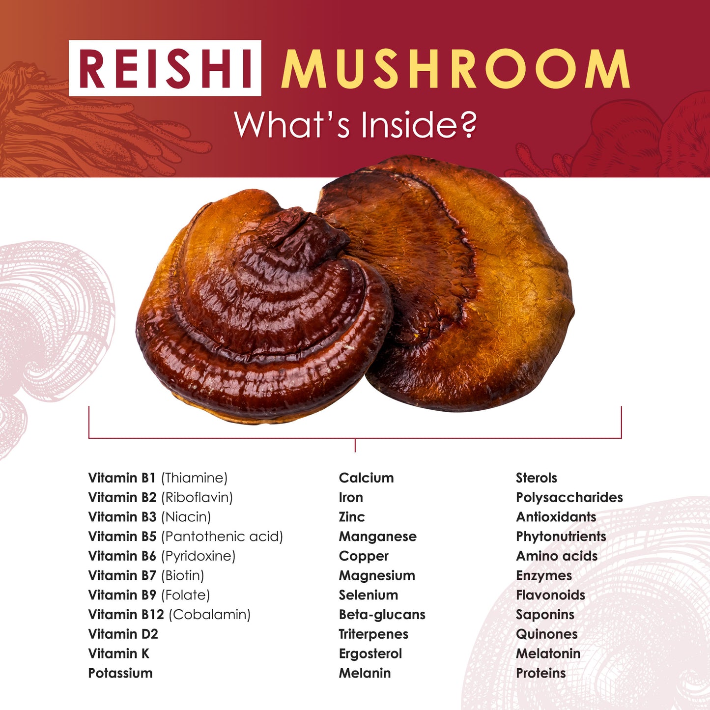 Reishi Mushroom Extract Powder