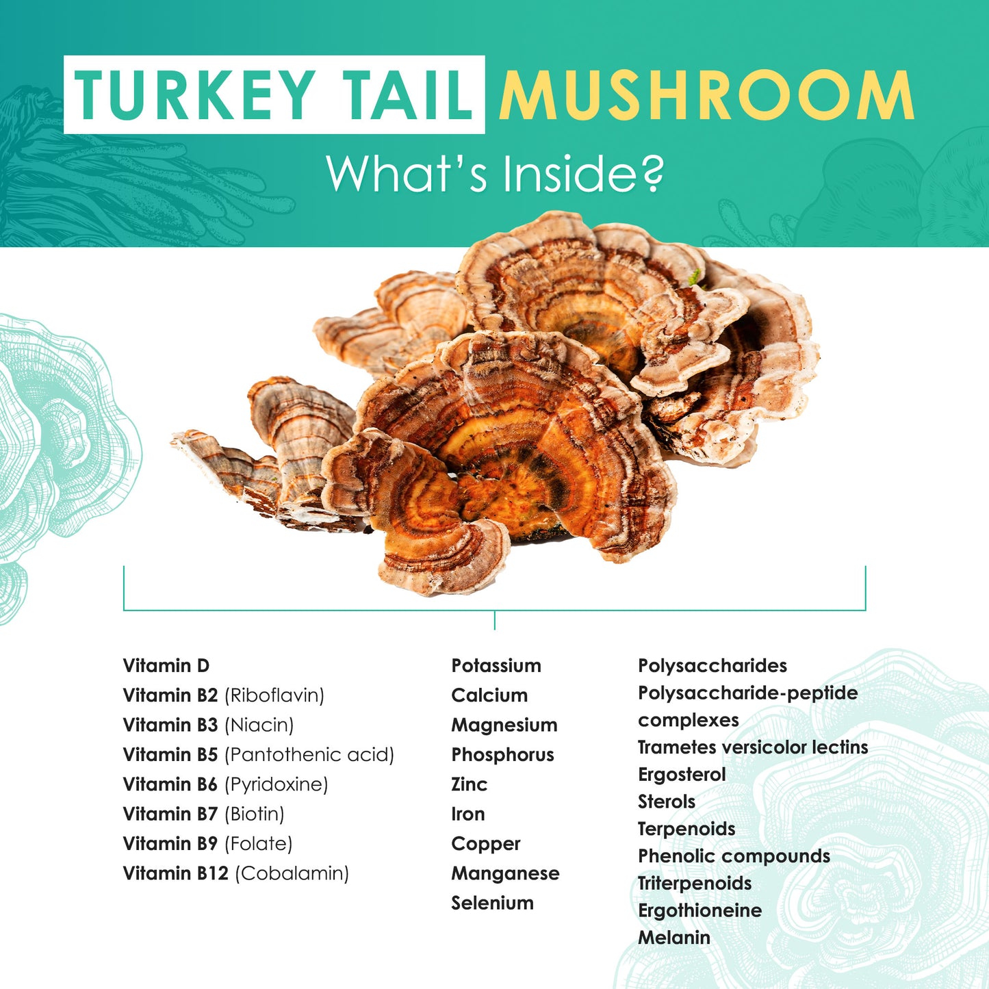 Turkey Tail Mushroom Extract Powder